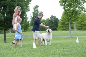 Electronic Pet Fence Training